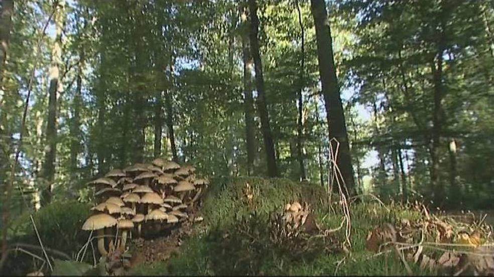 La Société des arbres